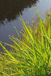 Pat 04 Grasdruppel